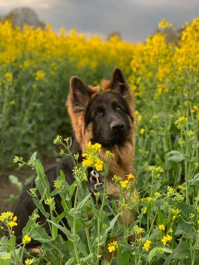 Die Dogorama Monats Challenge "Es grünt und blüht"-Beitrag-Bild