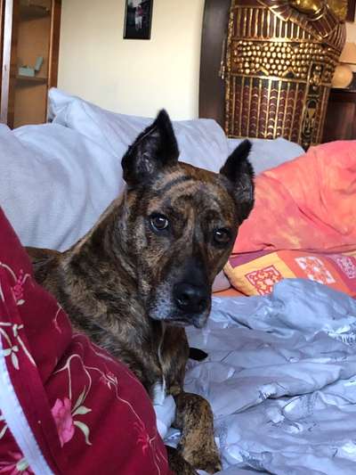 Die Dogorama Kalender Challenge Titelbild-Beitrag-Bild