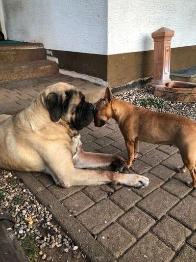 Die Dogorama Kalender Challenge Titelbild-Beitrag-Bild