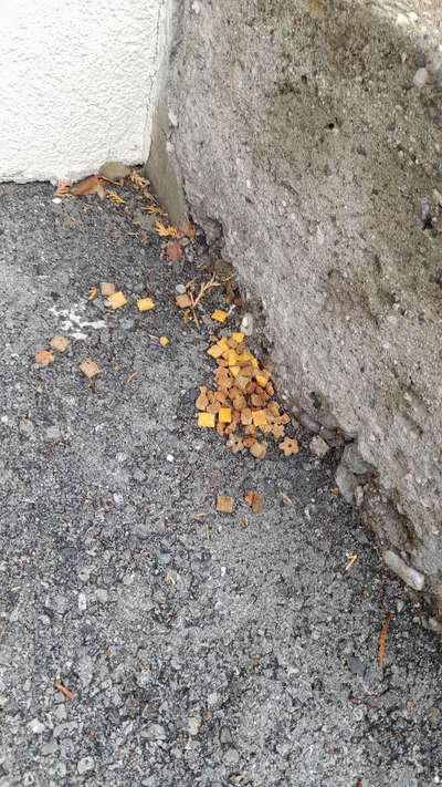 Giftköder-Futterhäufchen - Hötting-Bild