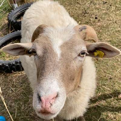 Hundetreffen-Junghunde Treffen Brachttal-Bild