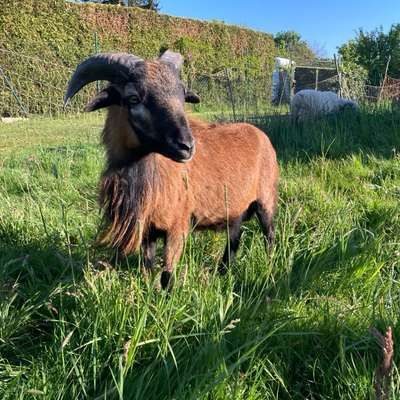 Hundetreffen-Junghunde Treffen Brachttal-Bild