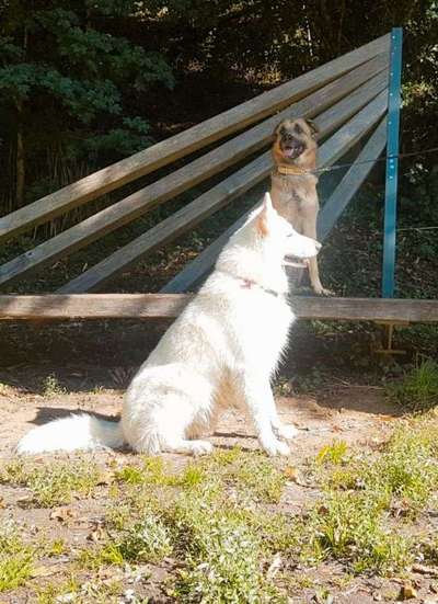 Bester Freund, Hundekumpel - zeigt her!-Beitrag-Bild