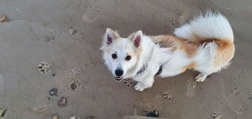 Fotosammlung: ,,Der natürliche Hund" Unbearbeitet, ungestellt und in Natura-Beitrag-Bild