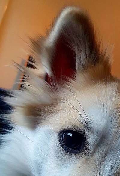 Augenbrauen schneiden?-Beitrag-Bild