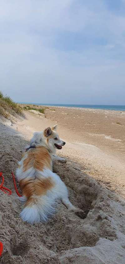 Urlaub mit Hund in Dänemark-Beitrag-Bild