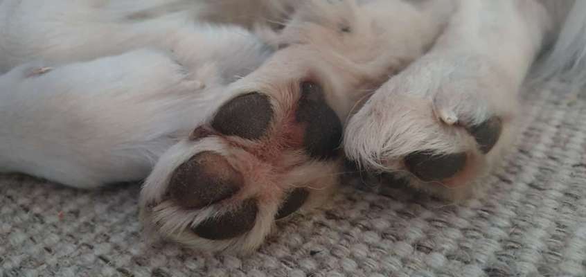 Fusspics sind out, Pfoten for the win!-Beitrag-Bild