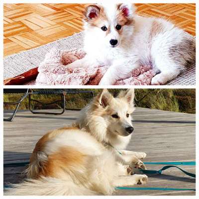 Vom Welpen zum Hund-Beitrag-Bild