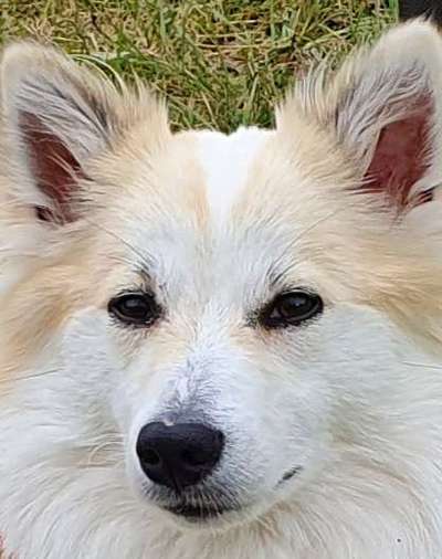 Hunderunde-Beitrag-Bild