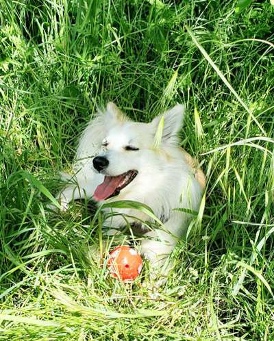 5. Hund im hohen Gras-Beitrag-Bild