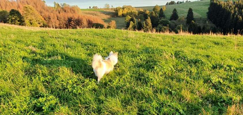 Dogorama Photo Challenge - schönster Gassiausblick-Beitrag-Bild