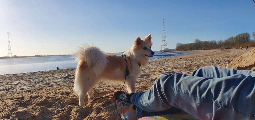 Reinrassige Hunde?-Beitrag-Bild