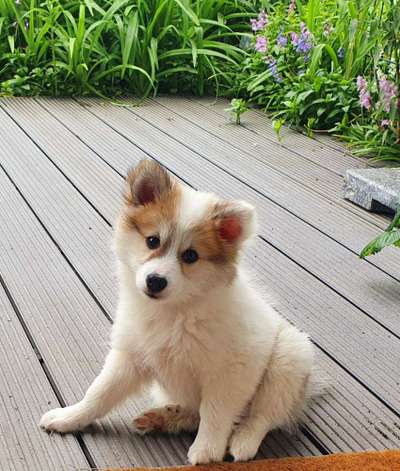 Welpen Bilder !-Beitrag-Bild