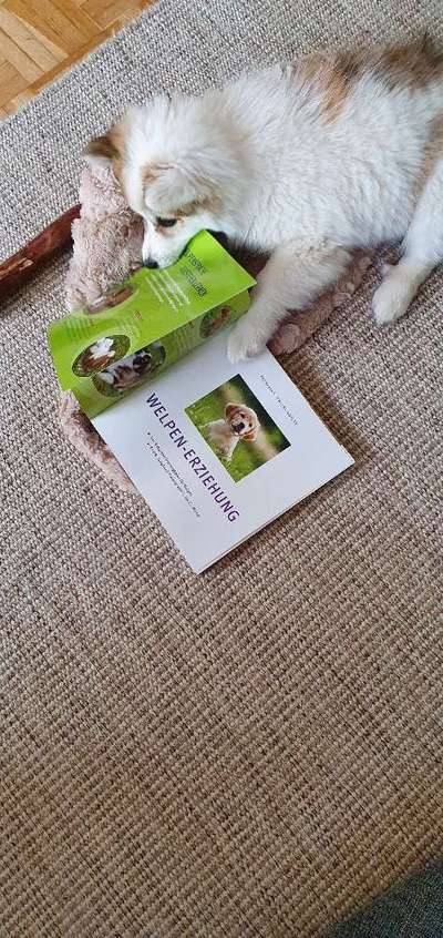 Hier ist der Spaßthread. Zum Schmunzeln und Kaputtlachen-Beitrag-Bild