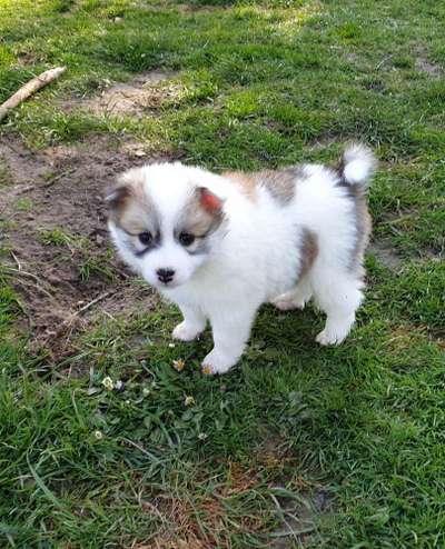 Welpen Bilder !-Beitrag-Bild