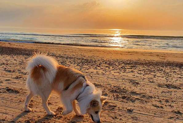 Fotosammlung: ,,Der natürliche Hund" Unbearbeitet, ungestellt und in Natura-Beitrag-Bild