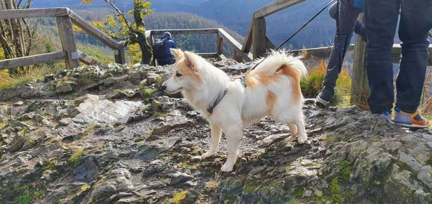 Dogorama Photo Challenge - Steine/Felsen-Beitrag-Bild