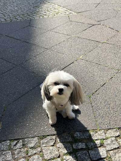 Hundetreffen-Treffen für kleine Hunde-Bild