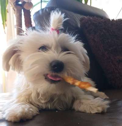 Fotosammlung: ,,Der natürliche Hund" Unbearbeitet, ungestellt und in Natura-Beitrag-Bild