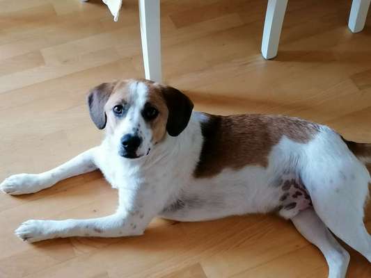 Hundetreffen-Spiel Spaß und Lernen-Bild