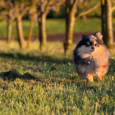 Hundetreffen-Gassi treffen-Bild
