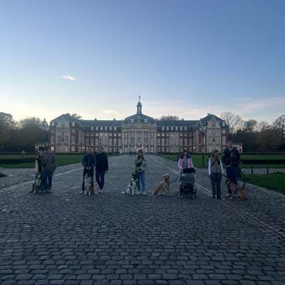 Hundetreffen-Social Walk-Bild