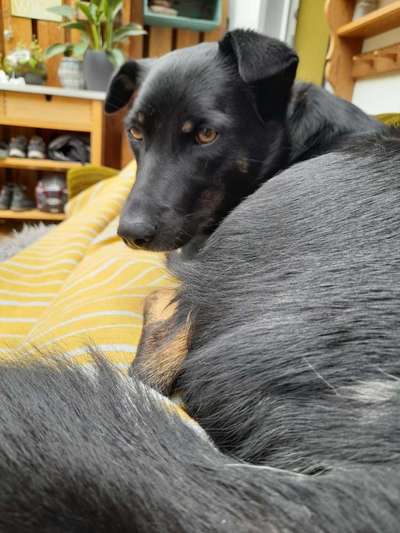 Mischlingshunde Foto Aufruf-Beitrag-Bild