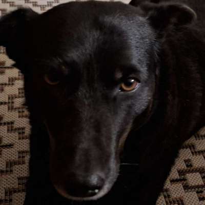 Hundetreffen-Trainingspartner gesucht!