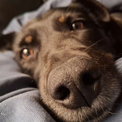 Hundetreffen-Trainingspartner gesucht!