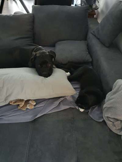 Hund und Katz Momente-Beitrag-Bild