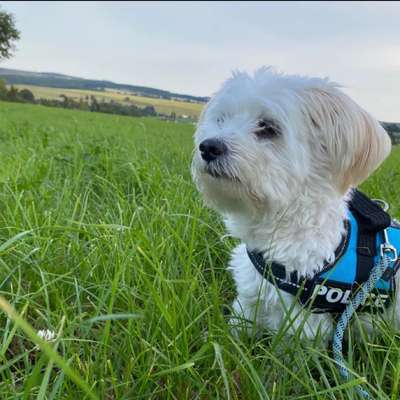 Hundetreffen-Hundetreffen in Rodewisch