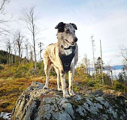 Warum hat euer Hund den Namen den er hat?-Beitrag-Bild