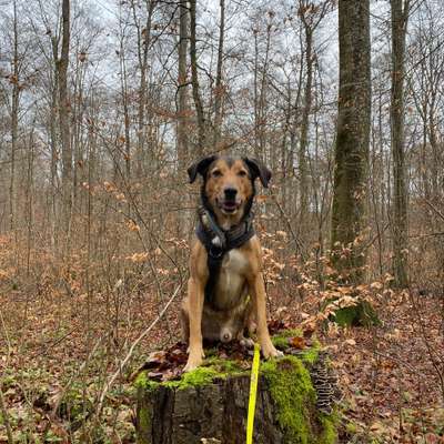 Hundetreffen-Hundebegegnungen trainieren und spazieren gehen-Bild