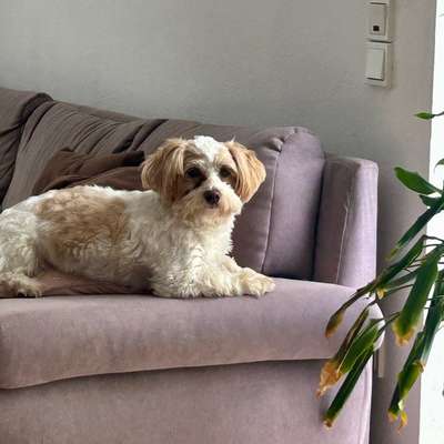 Hundetreffen-Hundebetreuung-Bild