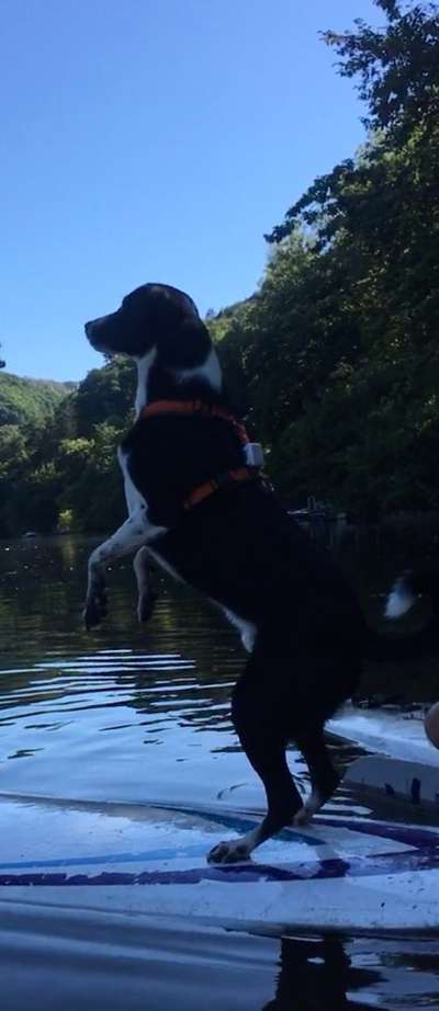 Dogorama Blog Challenge: Hundetricks-Beitrag-Bild