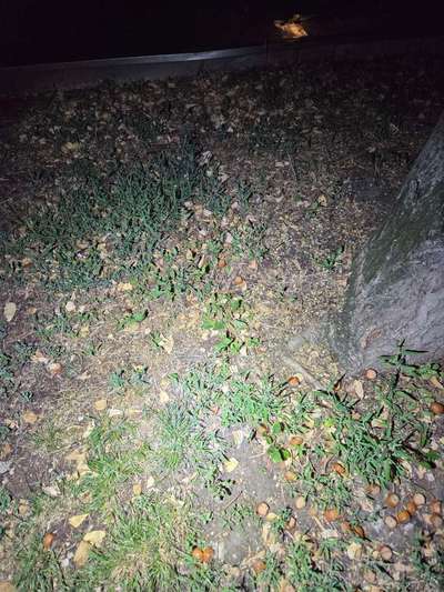 Giftköder-Giftköder-Bild