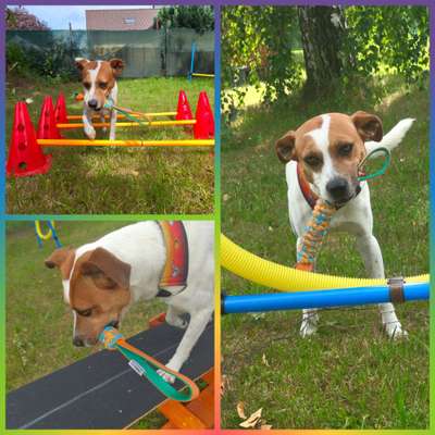 Hundetreffen-Spiel, Spaß & Training-Bild