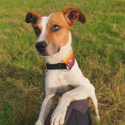 Hundetreffen-Spielen, spazieren, trainieren-Bild