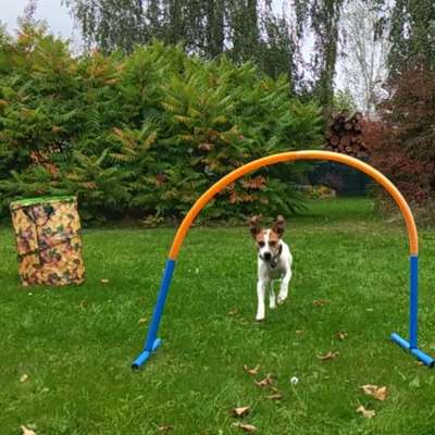 Hundetreffen-Hoopers Training-Bild