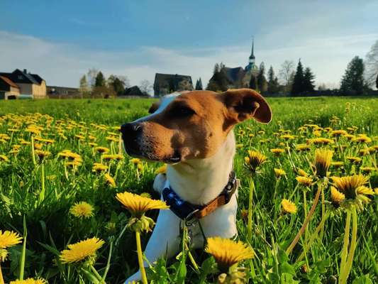 Hundetreffen-Spielen, spazieren, trainieren-Bild