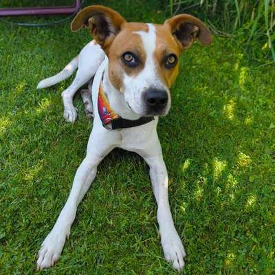 Sehr mäkeliger Hund-Beitrag-Bild