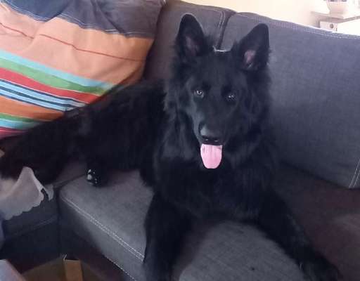 Schäferhund-Fans?-Beitrag-Bild