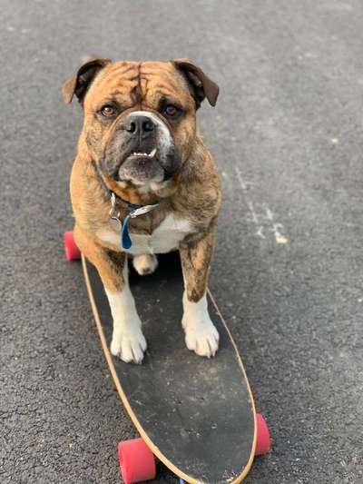 Hobby's mit Hund-Beitrag-Bild