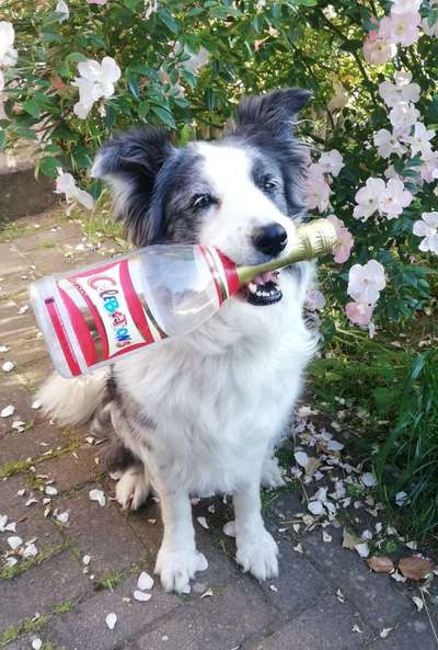 20. Kurzgeschichten Challenge: Märchen-Beitrag-Bild