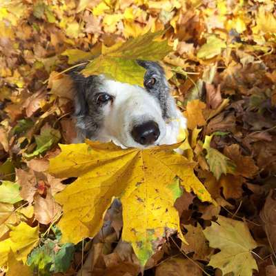 43. Impulskontrollchallenge: Decke deinen Hund zu und er muss liegenbleiben-Beitrag-Bild