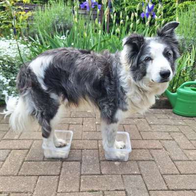 71. Gemeinsames Tricktraining: in etwas reinspringen-Beitrag-Bild