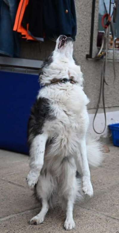 74. Trick-Übung "Leckerli schnappen"-Beitrag-Bild