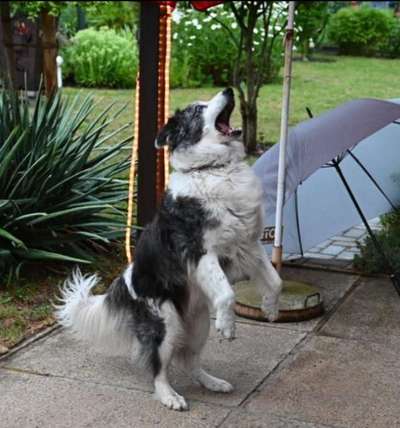 74. Trick-Übung "Leckerli schnappen"-Beitrag-Bild