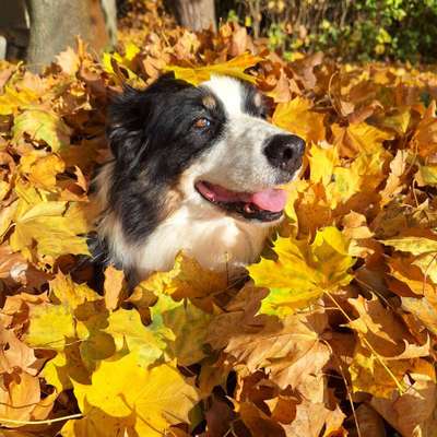 43. Impulskontrollchallenge: Decke deinen Hund zu und er muss liegenbleiben-Beitrag-Bild