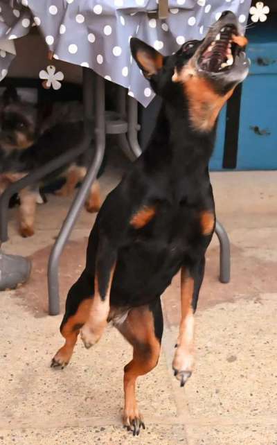 74. Trick-Übung "Leckerli schnappen"-Beitrag-Bild